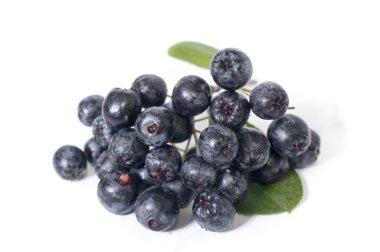 chokeberry - aronia