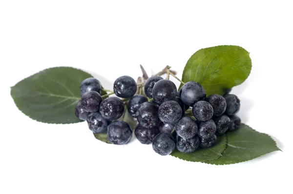 Aronii - aronia — Zdjęcie stockowe