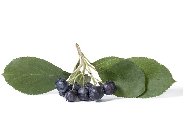 Chokeberry - aronia — Stockfoto