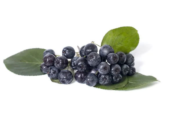 Aronii - aronia — Zdjęcie stockowe