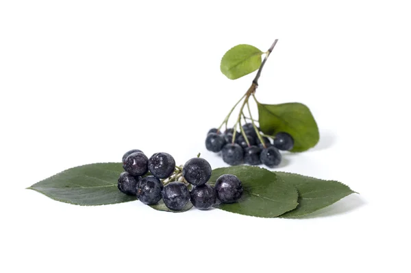 Chokeberry - aronia — Stockfoto