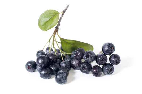 Chokeberry - aronia — Stockfoto