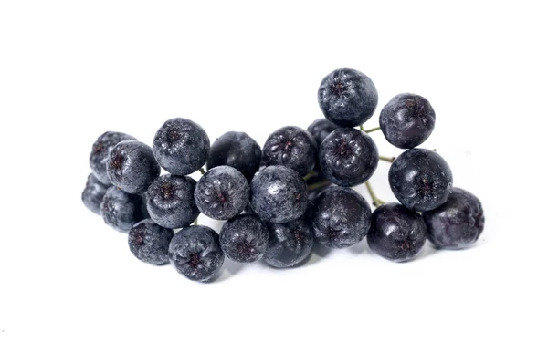 Chokeberry - aronia — Stockfoto