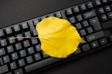 Çevrimiçi Tarama, Günlük İçeriği Oluşturma, Yeni İletiler Gönderme, Fikirler Yazma, Önemli Fikirler Yazma, Bilgisayarlı Ofis Ayarları, Veri Girişi Görevleri, Web Araştırma Çalışmaları