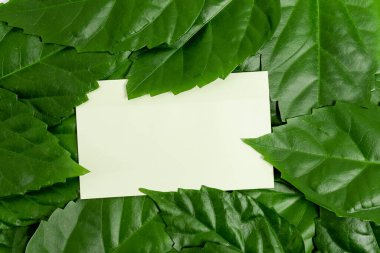 Doğa Koruma Fikirleri, Çevre Koruma Planları, Organik Malzemeler, Bahçe Tasarımları Planlama, Doğal Kaynakların Korunması, Bahar Zamanı Fikri