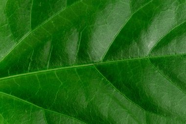 Doğa Teması Sunum Fikirleri Tasarımları, Yenilenebilir Malzemeleri Gösterme, Sürdürülebilir Ürünler Oluşturma, Organik Malzemeler, Bahçe Tasarım Planlama, Bahar Zamanı Fikri