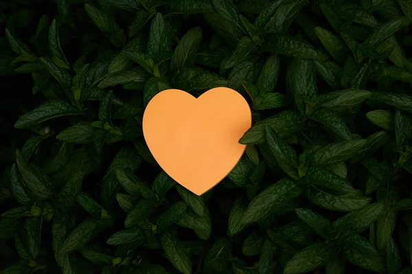 Papel em forma de coração no topo da natureza ao ar livre Planta Folhosos Bush. Símbolo do amor colocado sobre o ambiente natural pano de fundo das folhas florestais. — Fotografia de Stock