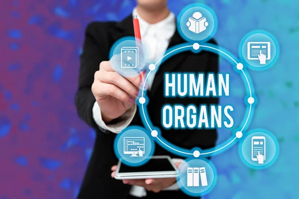 Text caption presenting Human Organs. Business idea The internal genital structures of the human body Lady In Uniform Holding Tablet In Hand Virtually Typing Futuristic Tech.