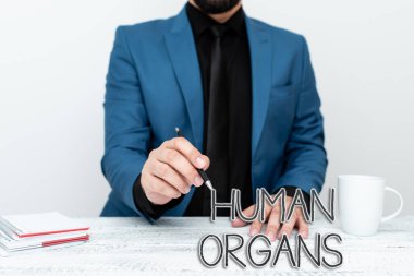 Conceptual display Human Organs. Business concept The internal genital structures of the human body Discussing Important Idea Presenting And Explaining Business Plan Designs