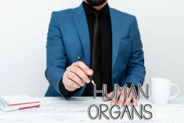 Conceptual display Human Organs. Business concept The internal genital structures of the human body Discussing Important Idea Presenting And Explaining Business Plan Designs — Stock fotografie