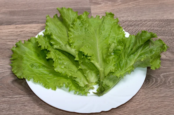 Lattuga a foglia verde sul piatto — Foto Stock