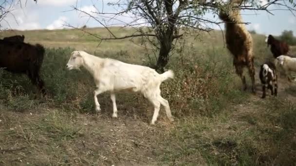 Кози випасають на відкритому повітрі, їдять листя з дерев, поки жінка дивиться на них збоку — стокове відео