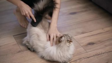 Kabarık bir kedinin kürkünü tarayan tanınmayan bir kadın.