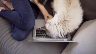 Tanınmayan kız kanepede dizüstü bilgisayarda çalışırken kedi onu okşamak için rahatsız ediyor.