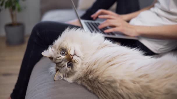 Evin sahibi arka planda dizüstü bilgisayarla uğraşırken komik kedi kameraya bakıyor. — Stok video