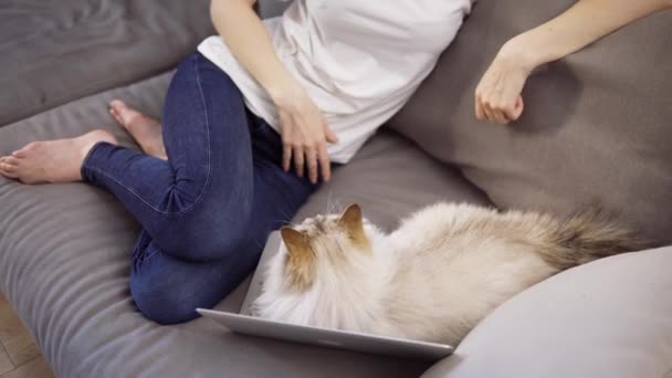 Неузнаваемая девушка хочет работать с ноутбуком, но кошка мешает ей лежать на клавиатуре — стоковое видео