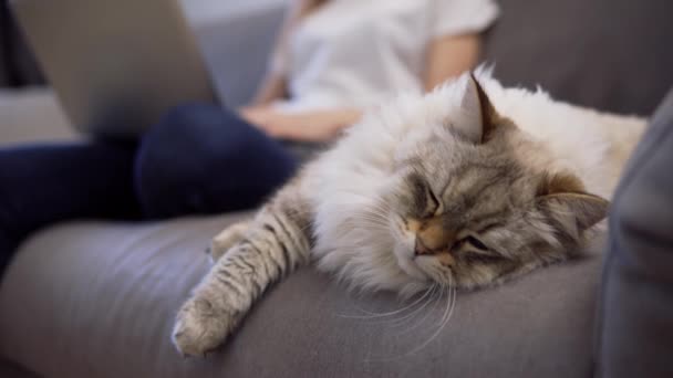 Fluffy gato durmiendo en un sofá mientras su propietario trabajando en portátil en segundo plano — Vídeos de Stock