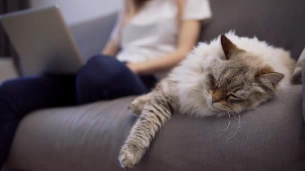 Φλάφι γάτα κοιμάται σε έναν καναπέ, ενώ ο ιδιοκτήτης εργάζεται σε φορητό υπολογιστή στο παρασκήνιο — Αρχείο Βίντεο
