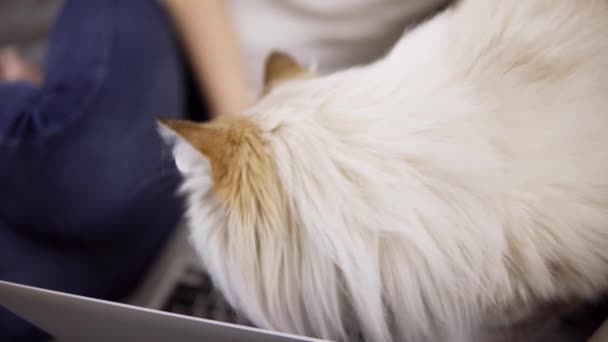 Женщина хочет работать с ноутбуком, но кошка мешает ей лежать на клавиатуре, крупным планом — стоковое видео