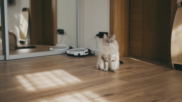 Gato doméstico se sienta en la harina en el interior contemporáneo en la luz del sol — Vídeo de stock