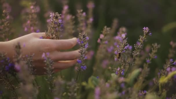 Una mujer con el pelo rizado observa la belleza de un campo de lavanda en flor, primer plano — Vídeos de Stock