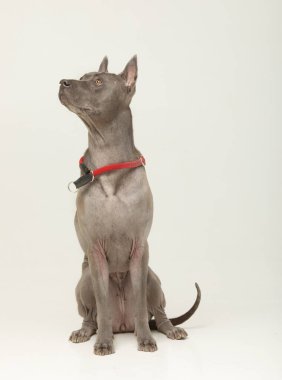 Gri arka planda oturan sevimli safkan Tayland sırtlı köpeği..