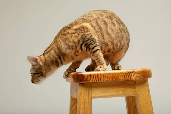 Tier Katze Haustier Serengeti Katze Auf Grauem Hintergrund — Stockfoto