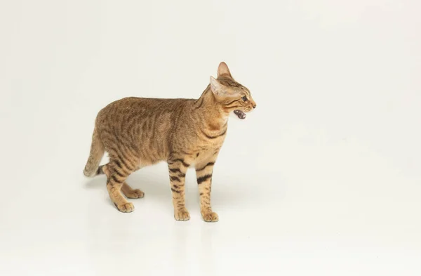 Animal Cat Pet Concept Serengeti Cat Grey Background — Stock Photo, Image
