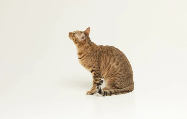 Animal Cat Pet Concept Serengeti Cat Grey Background — Stock Photo, Image