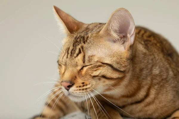 Animal Cat Pet Concept Serengeti Cat Grey Background — Stock Photo, Image