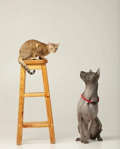 Cute Cat Dog White Background Fluffy Friends Thai Ridgeback Serengeti — Stock Photo, Image