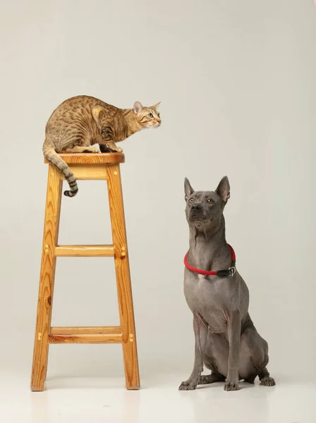 Cute Cat Dog White Background Fluffy Friends Thai Ridgeback Serengeti — Stock Photo, Image