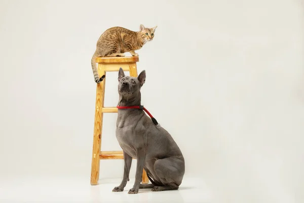 Cute Cat Dog White Background Fluffy Friends Thai Ridgeback Serengeti — Stock Photo, Image