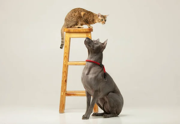 Cute Cat Dog White Background Fluffy Friends Thai Ridgeback Serengeti — Stock Photo, Image