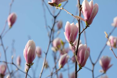 Manolya çiçekli dallar. Manolya çiçeği ilkbaharın başlarında tomurcuklanır. 