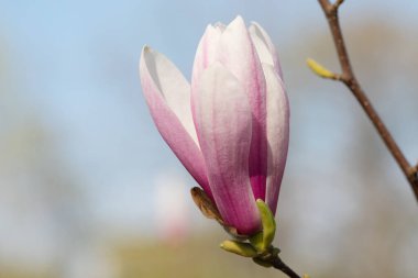 Güneşli bir günde manolya çiçekli dallar. Manolya çiçeği ilkbaharın başlarında tomurcuklanır. Seçici odak. 