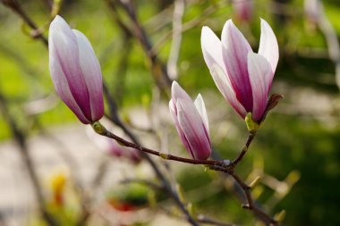 Manolya çiçekli dallar. Manolya çiçeği ilkbaharın başlarında tomurcuklanır.