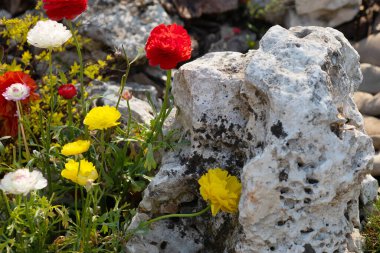 Baharda bahçede yetişen güzel kırmızı ve sarı çiçeklerin yakın çekimi