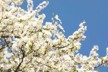 Çiçekli kiraz ağacı. Mavi gökyüzünün arka planında beyaz kiraz çiçekleri. bahar.