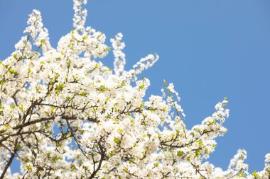Çiçekli kiraz ağacı. Mavi gökyüzünün arka planında beyaz kiraz çiçekleri. bahar.