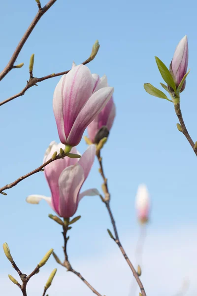 Close View Branches Beautiful Magnolia Flowers Springtime — Stock Photo, Image