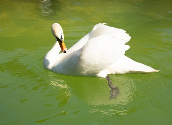 Красивый Белый Лебедь Озере Весной — стоковое фото