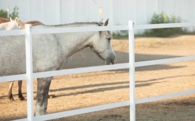 Safkan aygırların portresi. Atlar dışarıda..