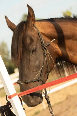 Safkan kestane aygırının yakın plan görüntüsü. At açık havada..