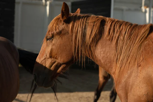 Retrato Garanhões Puro Sangue Cavalos Exteriores — Fotografia de Stock