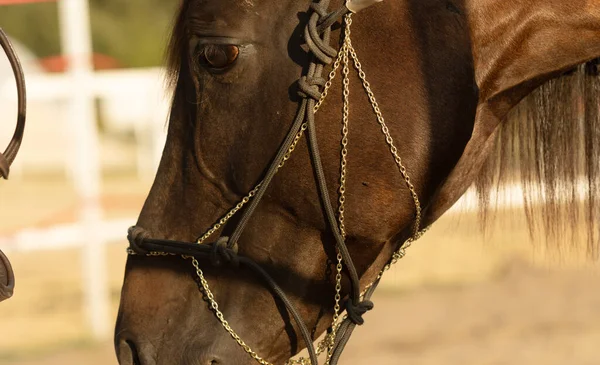 Vista Perto Garanhão Castanho Puro Sangue Cavalo Exterior — Fotografia de Stock