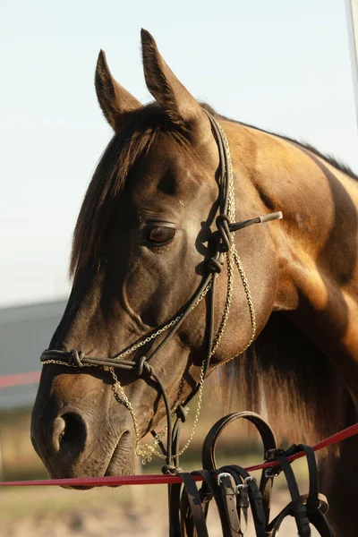 Safkan kestane aygırının yakın plan görüntüsü. At açık havada..
