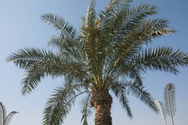 Mavi gökyüzüne karşı tropik palmiye ağacı