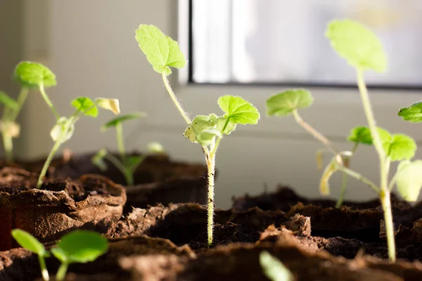 seedlings of flowers on the windowsill close-up. the concept of preparation for planting, landscaping. natural background.