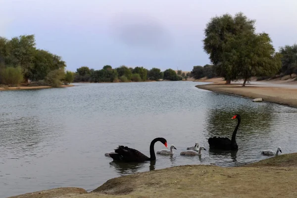 Dois Cisnes Negros Com Seus Filhotes Lago Artificial Deserto Dubai Imagens Royalty-Free